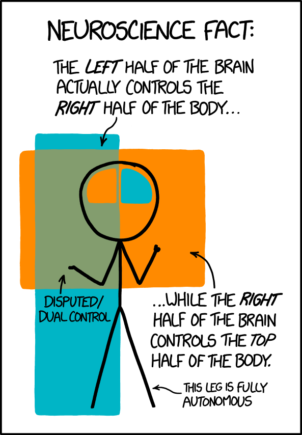 Neurologically speaking, the LEFT hand is actually the one at the end of the RIGHT arm.