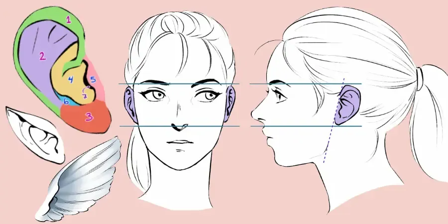 Handbook drawing anatomy