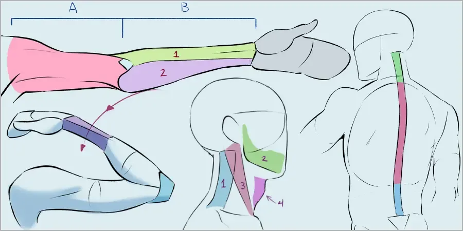 Handbook drawing anatomy